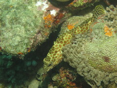 Epinephelus quoyanus