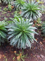 Echium simplex