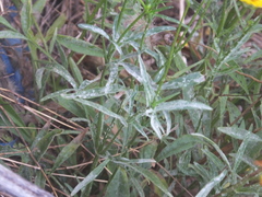 Coreopsis grandiflora