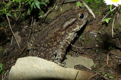 Duttaphrynus himalayanus