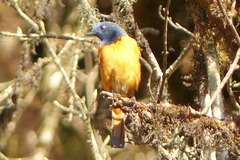 Phoenicurus frontalis