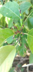 Zoniopoda tarsata