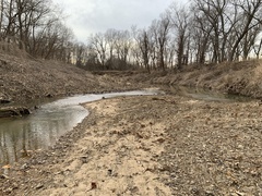 Lasmigona complanata