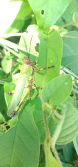 Zoniopoda tarsata