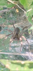 Aglaoctenus lagotis