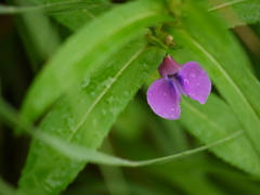 Impatiens oppositifolia
