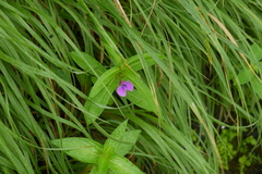 Impatiens oppositifolia