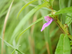 Impatiens oppositifolia