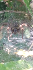 Aglaoctenus lagotis