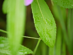 Impatiens oppositifolia