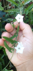 Convolvulus crenatifolius