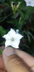 Convolvulus crenatifolius