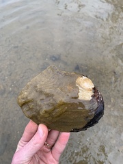 Lasmigona complanata