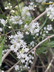 Asparagus falcatus