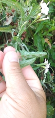 Convolvulus crenatifolius