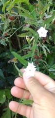Convolvulus crenatifolius
