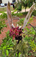 Calliandra dysantha