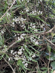 Asparagus falcatus