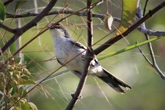 Microspingus cinereus