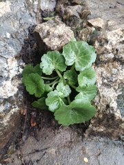 Umbilicus intermedius