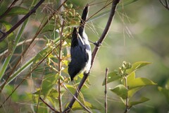 Microspingus cinereus