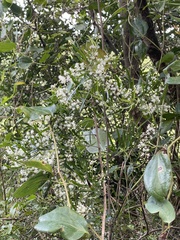 Asparagus falcatus