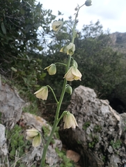 Fritillaria persica