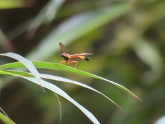 Salpingogaster