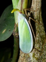 Enchophora prasina image
