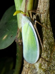 Enchophora prasina