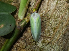 Enchophora prasina