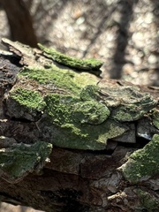 Hyperphyscia syncolla