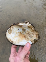 Lasmigona complanata