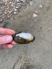 Sagittunio subrostratus