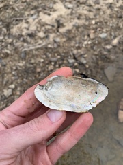 Sagittunio subrostratus