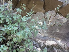 Brickellia coulteri