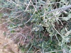 Teucrium fruticans
