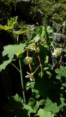 Begonia micranthera