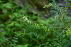 Corydalis ophiocarpa
