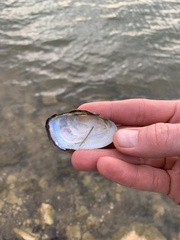 Sagittunio subrostratus