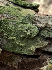 Hyperphyscia syncolla