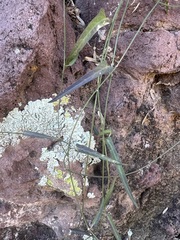 Funastrum heterophyllum