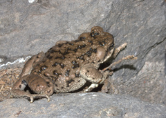 Rhinella spinulosa