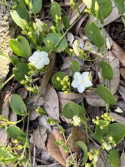 Jacquemontia curtissii