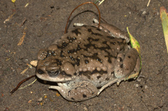 Rhinella spinulosa