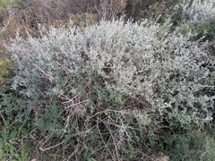 Teucrium fruticans