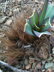 Chlorogalum pomeridianum divaricatum
