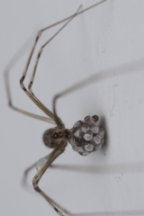 Physocyclus globosus