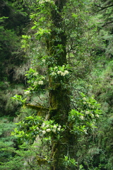 Hydrangea integrifolia