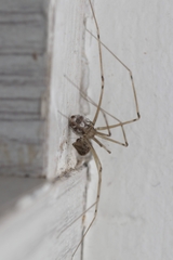 Physocyclus globosus
